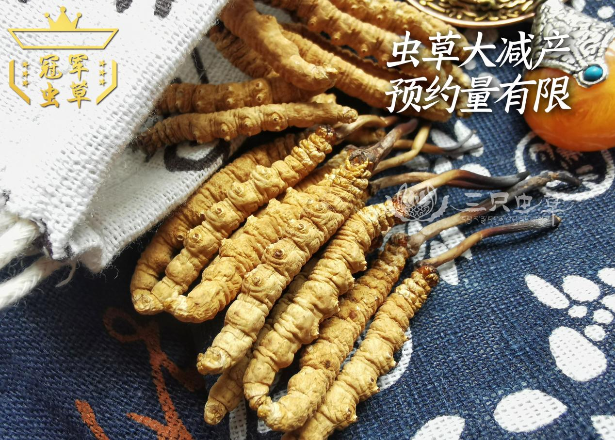 冬蟲夏草哪里的最好？冬蟲夏草在哪里有產地？