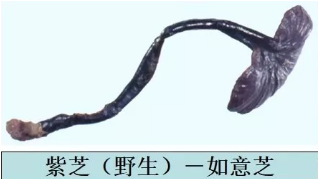 赤芝和紫芝因藥效得到長(zhǎng)期臨床實(shí)踐和藥理研究的肯定.png