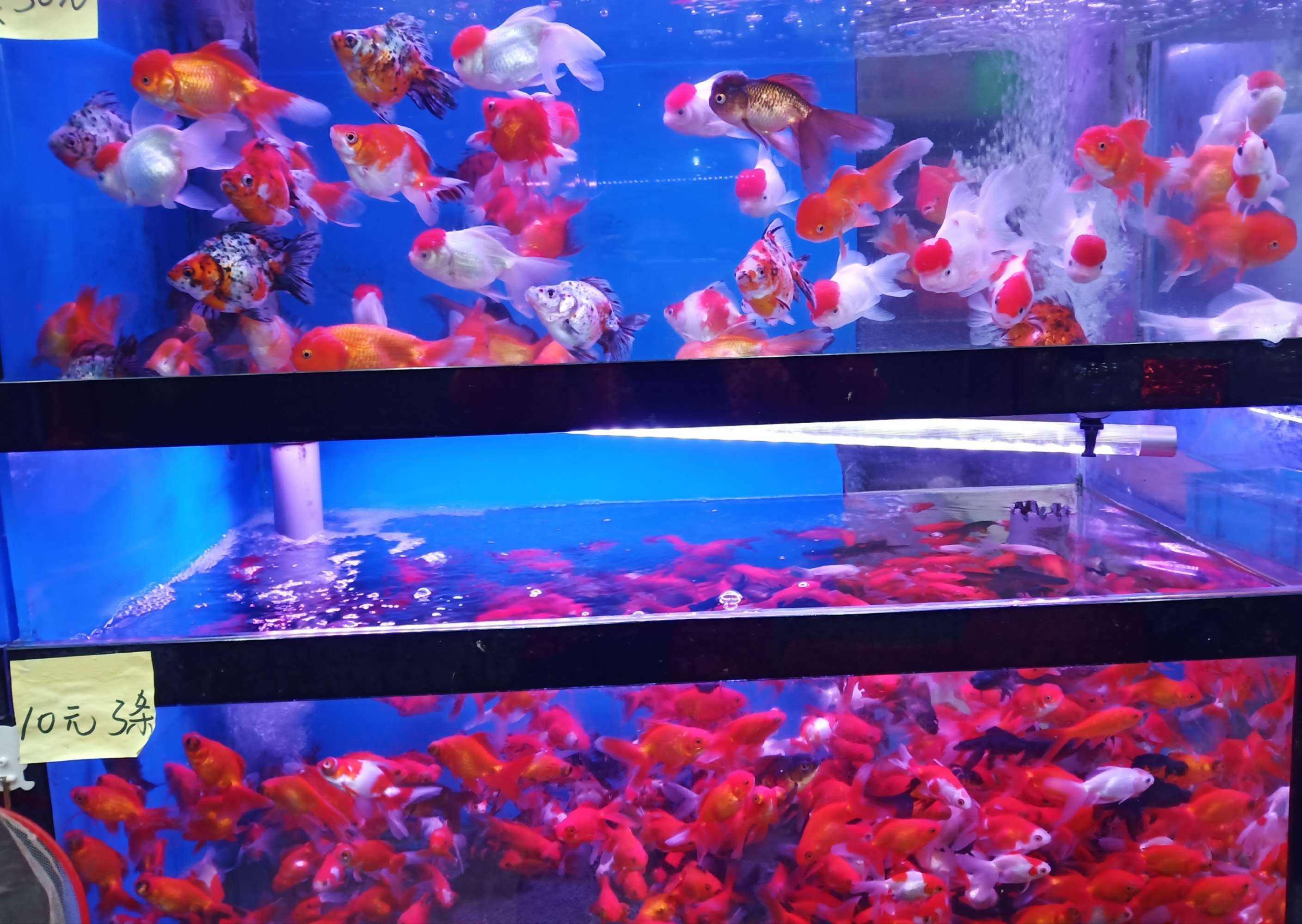 觀賞魚，如金魚、錦鯉、孔雀魚、燈科魚、虎皮魚等