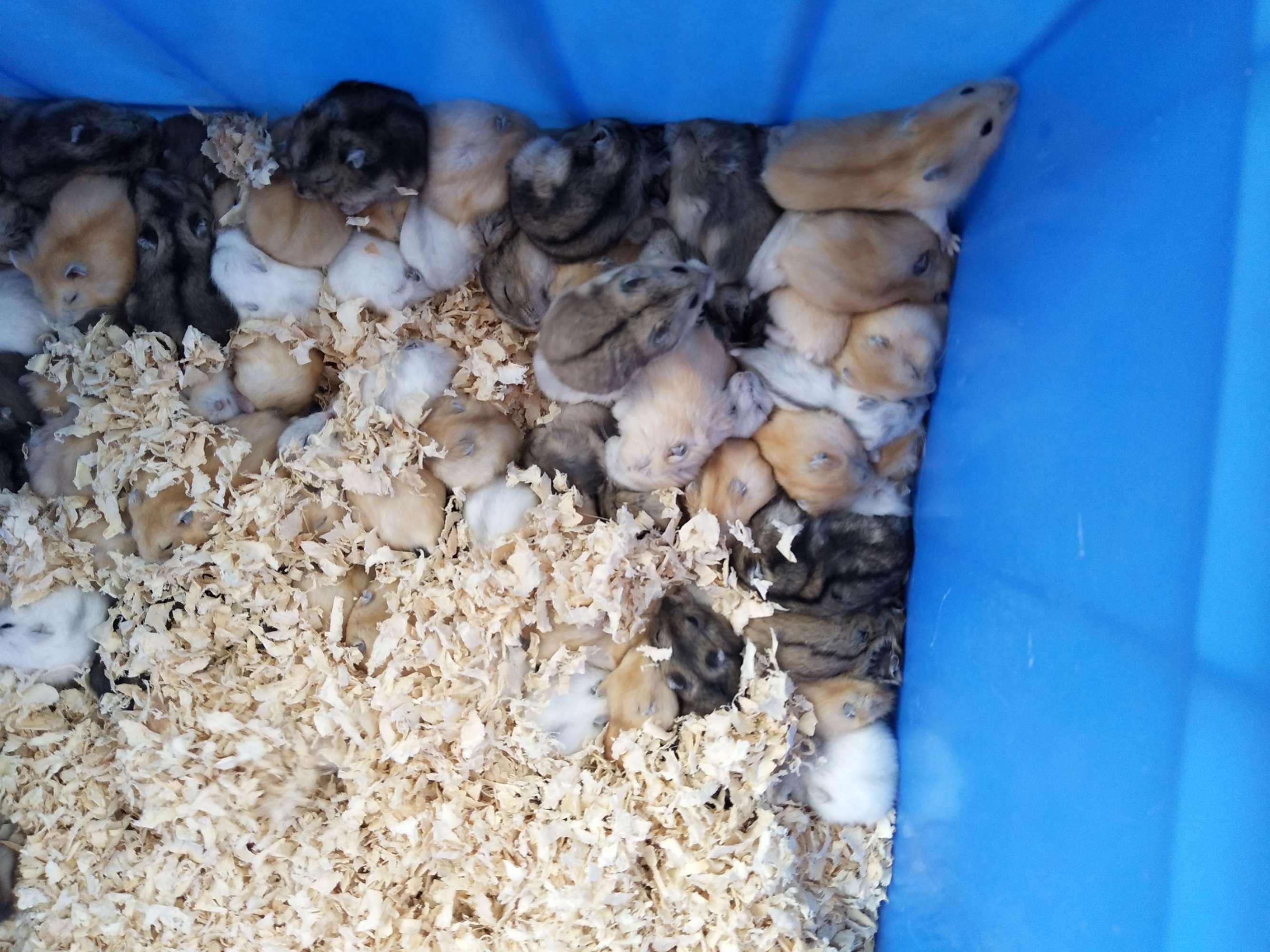 倉鼠，金絲熊、奶茶倉鼠、銀狐倉鼠等一般都有售賣