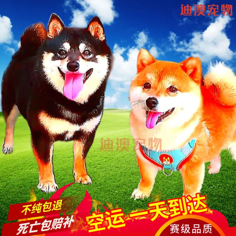 原創為什么柴犬很貴？哪里可以買到高性價比的柴犬？
