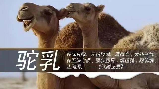好的駱駝奶為什么難以買到？與牛奶相比，駱駝奶又有哪些不同呢？