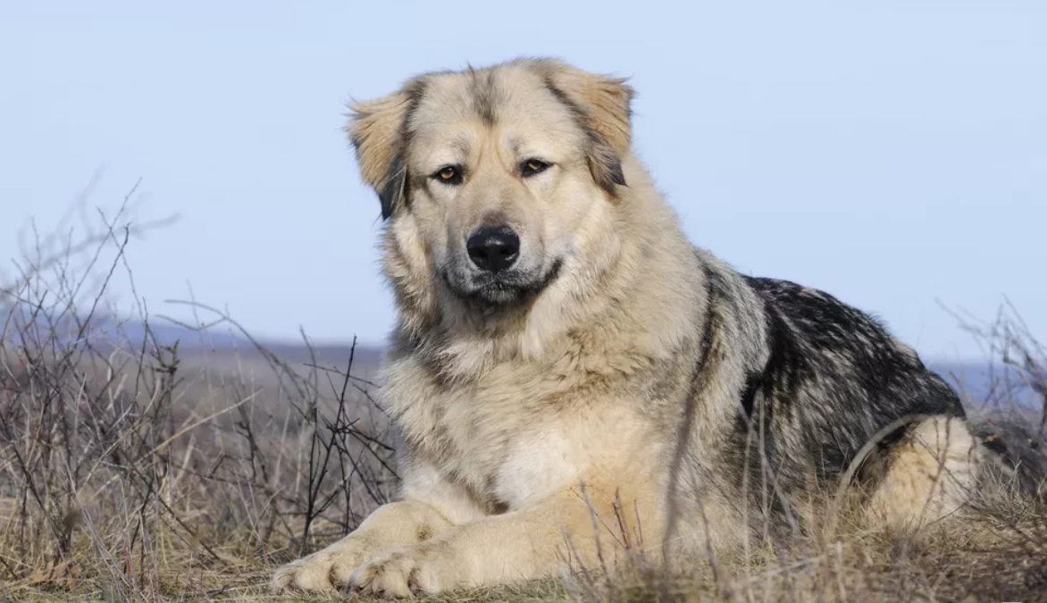 什么地方有高加索犬賣？高加索犬在哪買的？中國(guó)最好的高加索犬舍