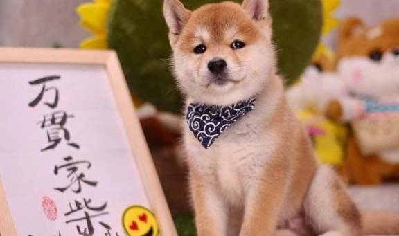 新手買柴犬怕被坑？第一次買柴犬去哪買？比較靠譜的地方有哪些？