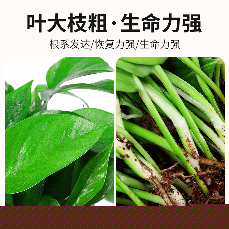 綠蘿盆栽室內客廳綠植花卉家用凈化空氣綠籮植物室內吸除甲醛