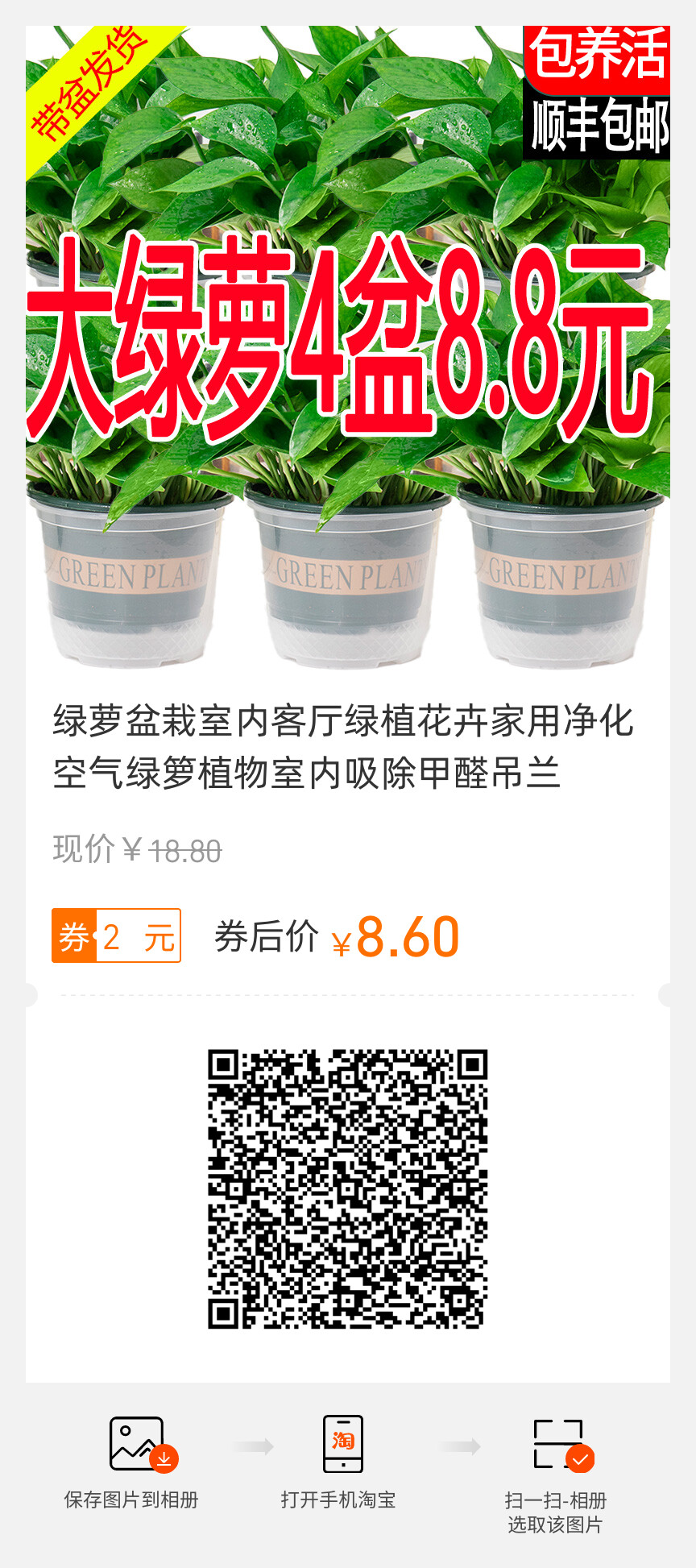 綠蘿盆栽室內客廳綠植花卉家用凈化空氣綠籮植物室內吸除甲醛