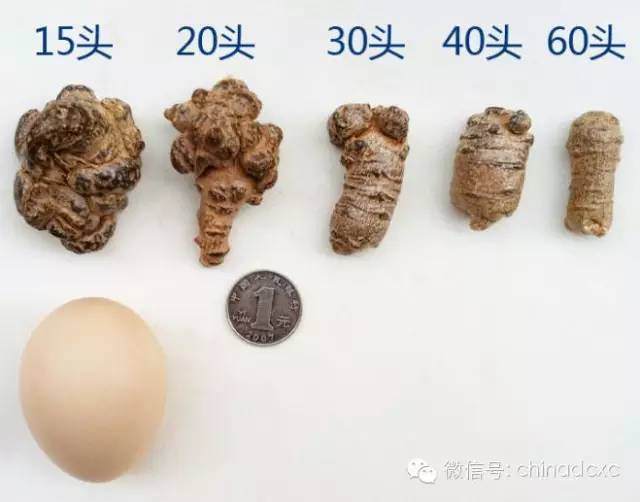 史上最全面，教你如何挑選三七和三七粉
