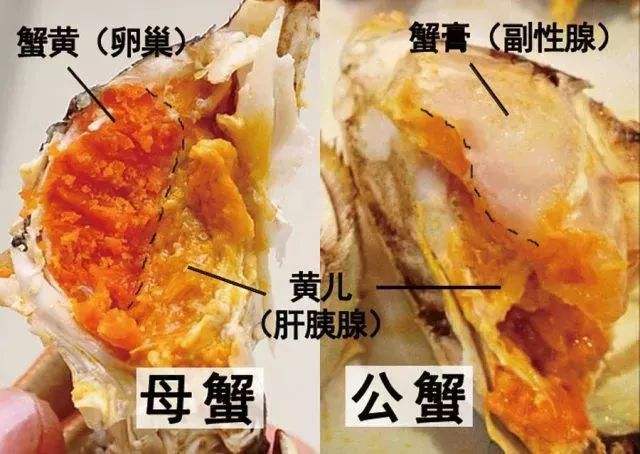 蟹黃和蟹膏的對比，哪個更營養？