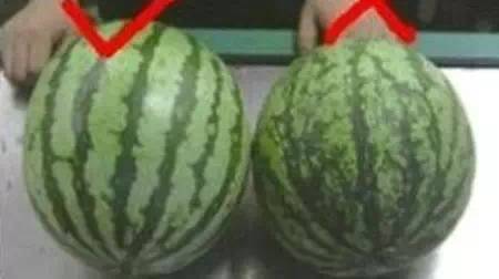 西瓜紋路要整齊.jpg
