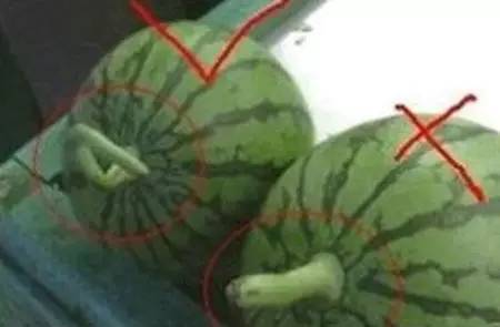 西瓜蒂頭不要選直直的.jpg