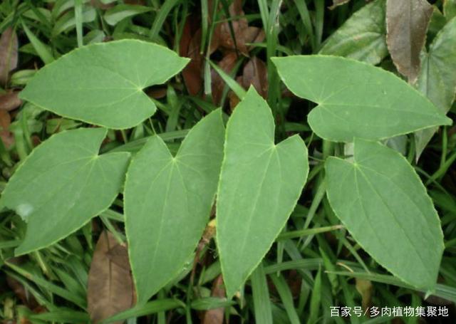 潮濕的山林中，有1種“淫羊藿”，100元1斤不好買，珍貴、值錢！